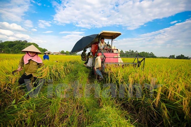VIETNAM, GERMANY COOPERATE IN VOCATIONAL TRAINING FOR FARMERS